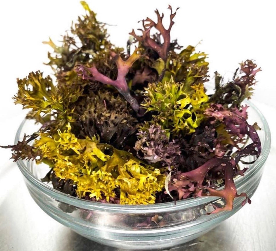 Chondrus Crispus (Irish Moss)