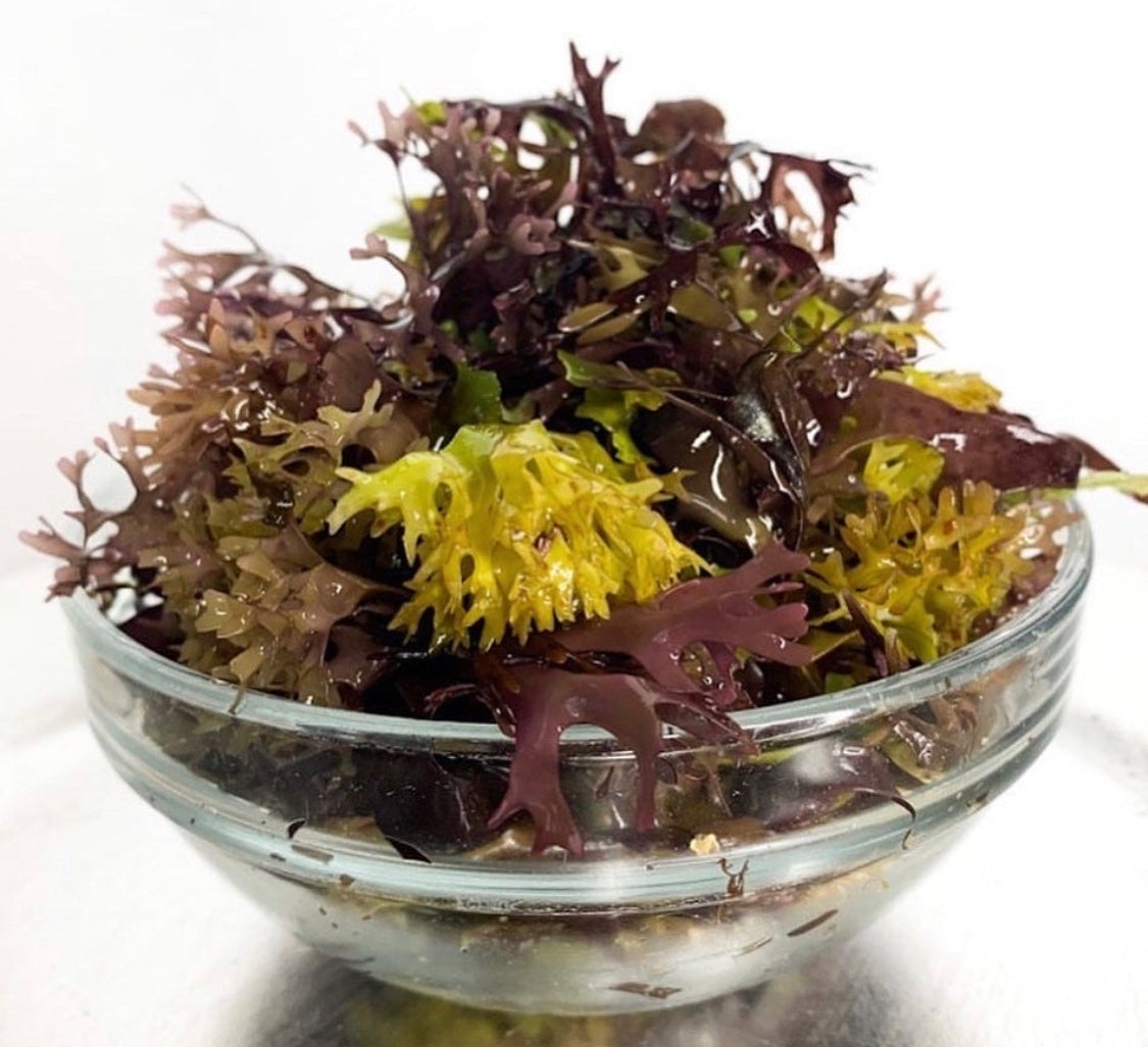 Chondrus Crispus (Irish Moss)