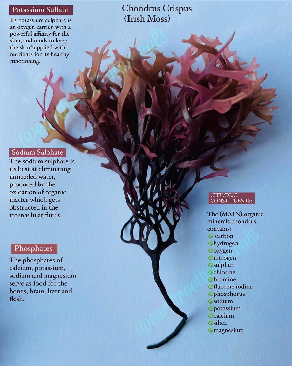Chondrus Crispus (Irish Moss)